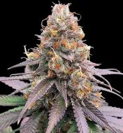 Godfather OG Auto - Ganja Farmer