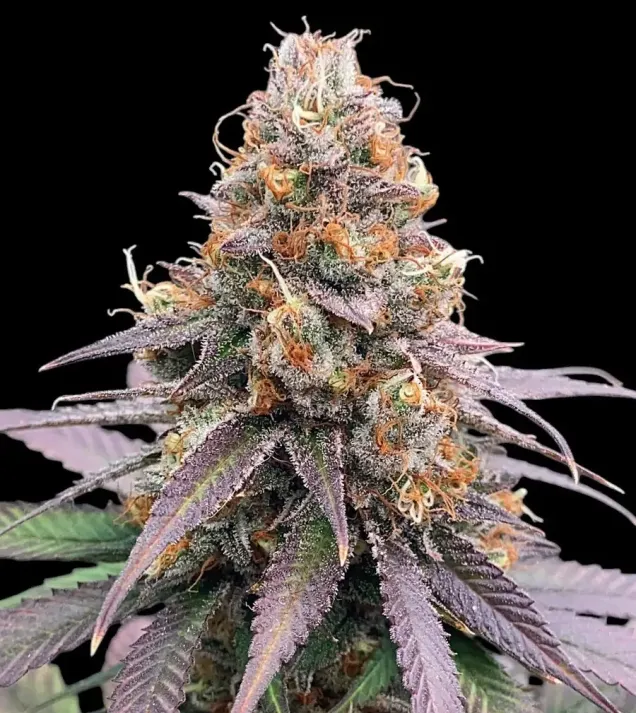 Godfather OG Auto - Ganja Farmer