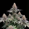 Godfather OG Auto - Ganja Farmer