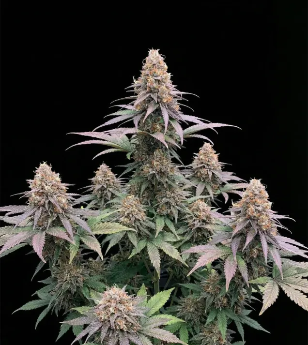 Godfather OG Auto - Ganja Farmer