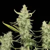 Fat Bastard Auto - Ganja Farmer