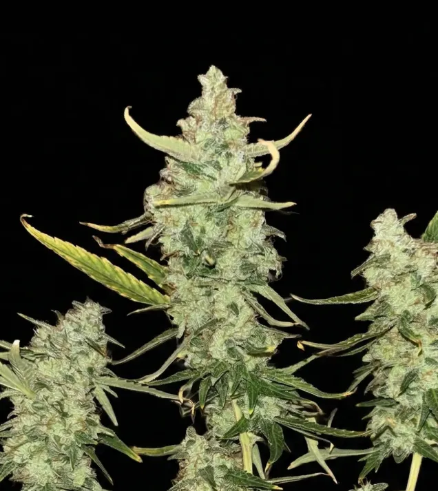 Fat Bastard Auto - Ganja Farmer