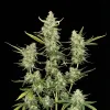 Fat Bastard Auto - Ganja Farmer