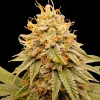 Apples and Bananas - Ganja Farmer
