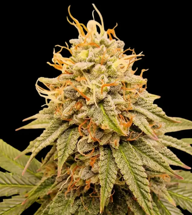 Apples and Bananas - Ganja Farmer