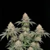 Apples and Bananas - Ganja Farmer