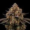 Permanent Marker - Ganja Farmer