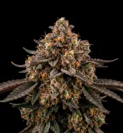 Permanent Marker - Ganja Farmer