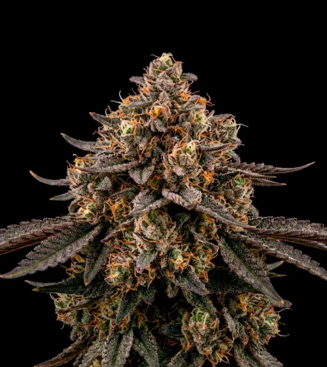 Permanent Marker - Ganja Farmer