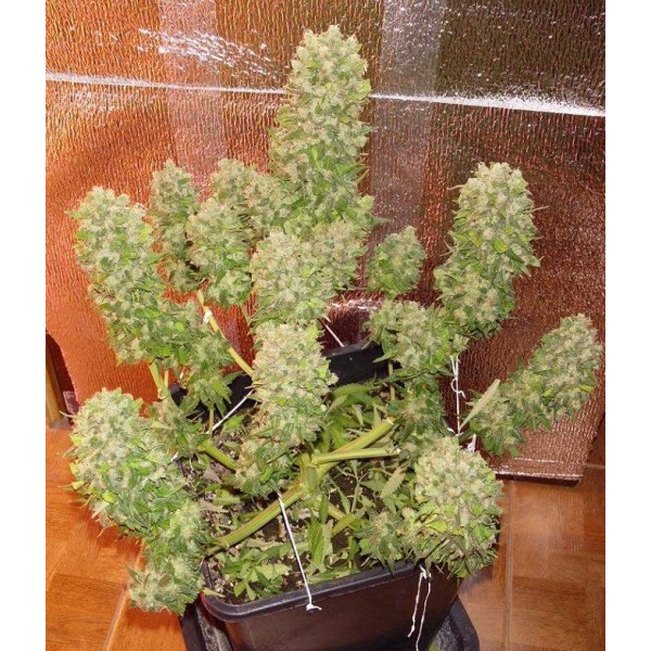 Mexican Airlines Auto Seeds - Fast Buds - buy at Ganja Farmer Seedshop