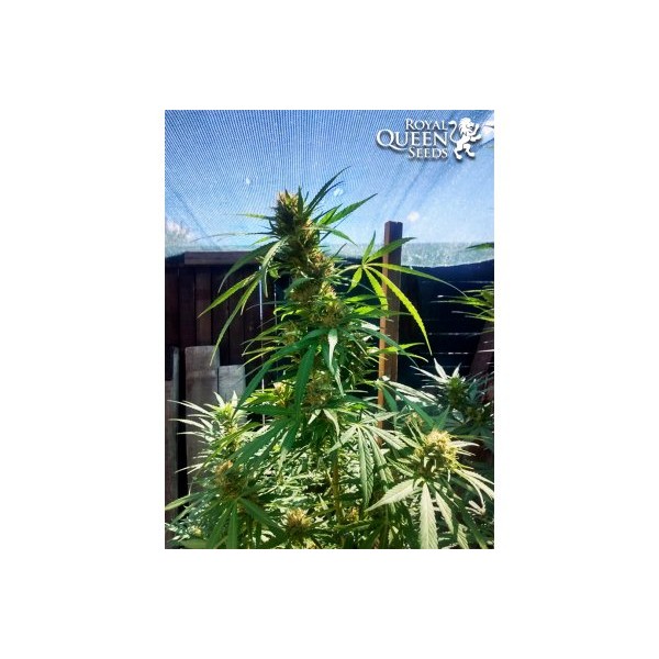 Special Queen 1 👑 Semi di Cannabis - Royal Queen Seeds