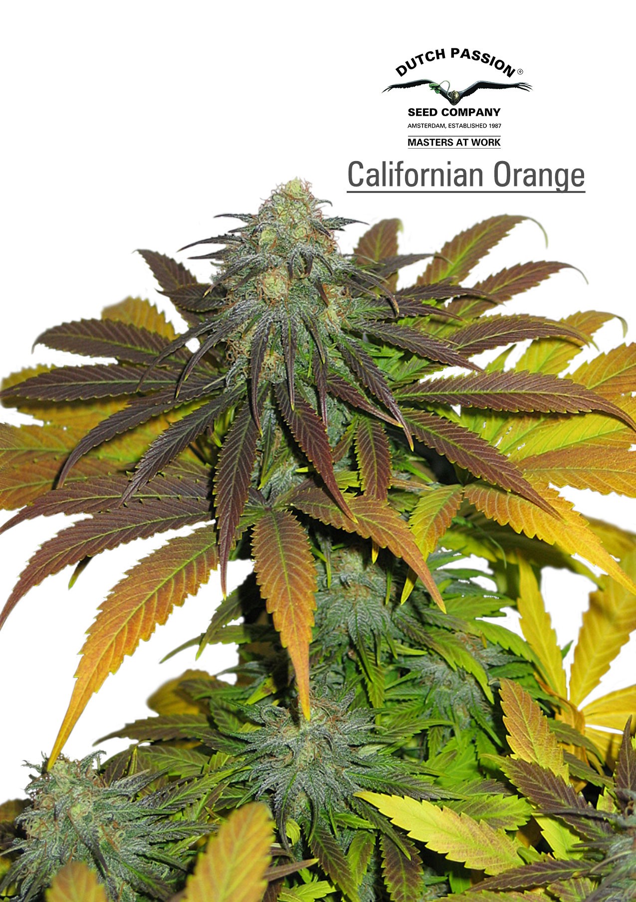 California Orange Regular