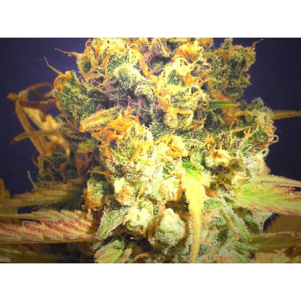green gorilla royal cbd oil reviews green gorilla royal cbd oil reviews