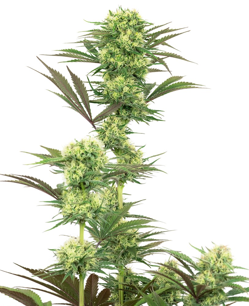 Frosted Guava Feminized