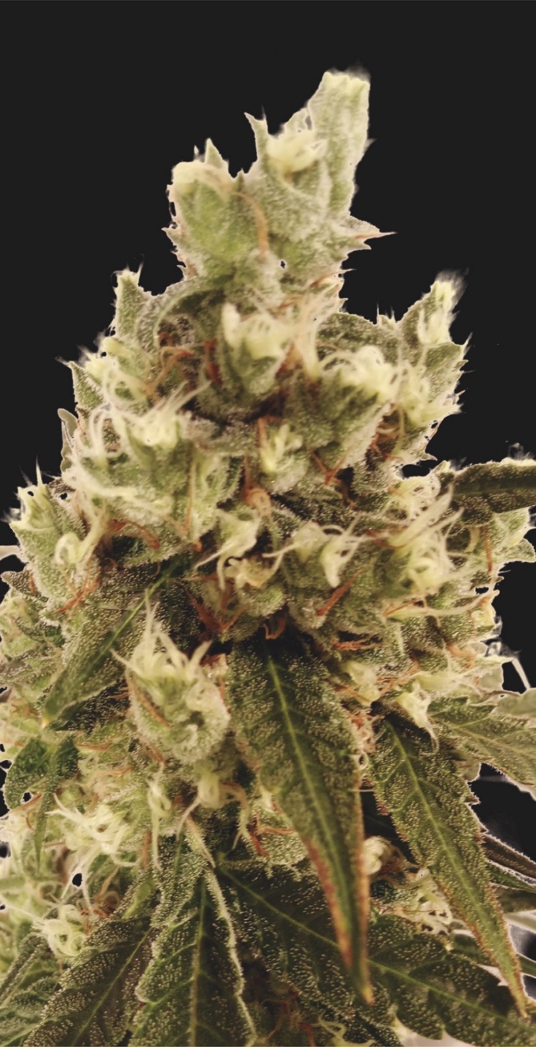 Mr. Gorilla Cream Seeds - Mr. Hide Seeds - buy at Ganja Farmer Seedshop
