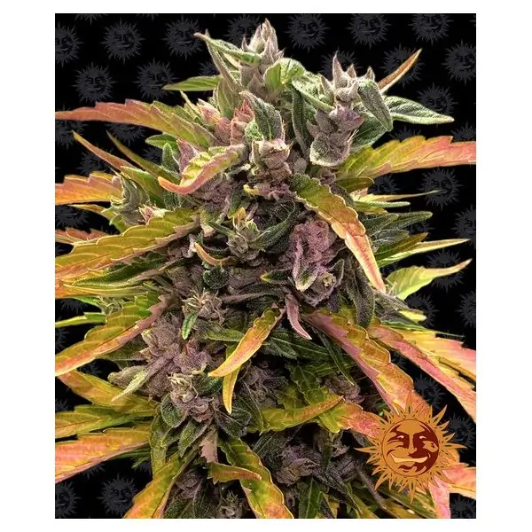 Gorilla Glue Auto Ganjafarmer Com