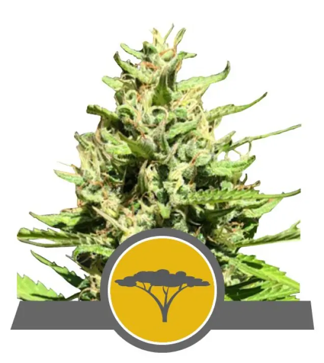 Marula Fruit Regular
