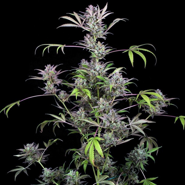 Sale of feminised auto-flowering cannabis seed Seed Stockers Gorilla Glue  Autofl