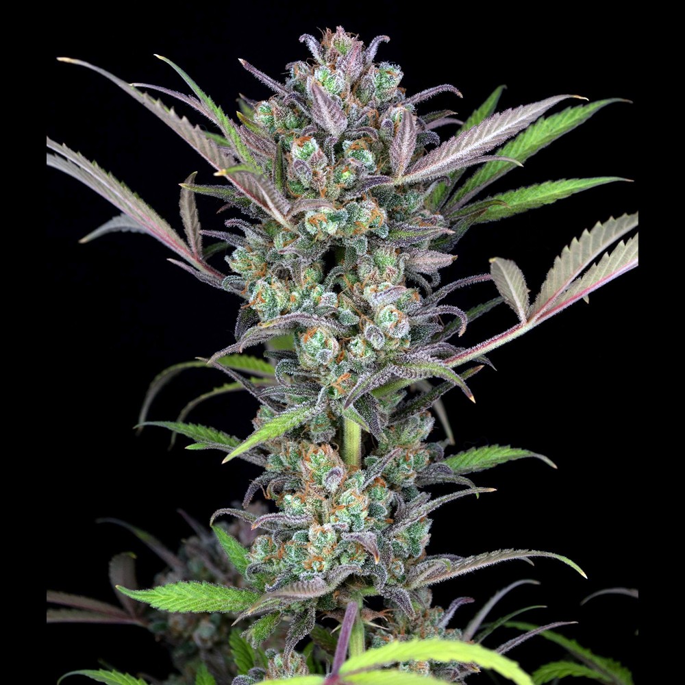 Sale of feminised auto-flowering cannabis seed Seed Stockers Gorilla Glue  Autofl