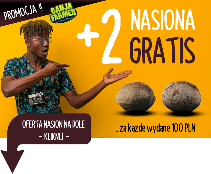 2 nasiona za każde 100zł