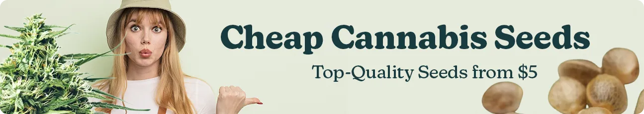 Cheap Marijuana Seeds Cheap Cannabis Seeds