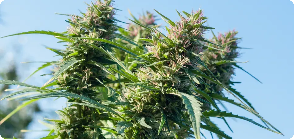 Couple of happy weed growers
