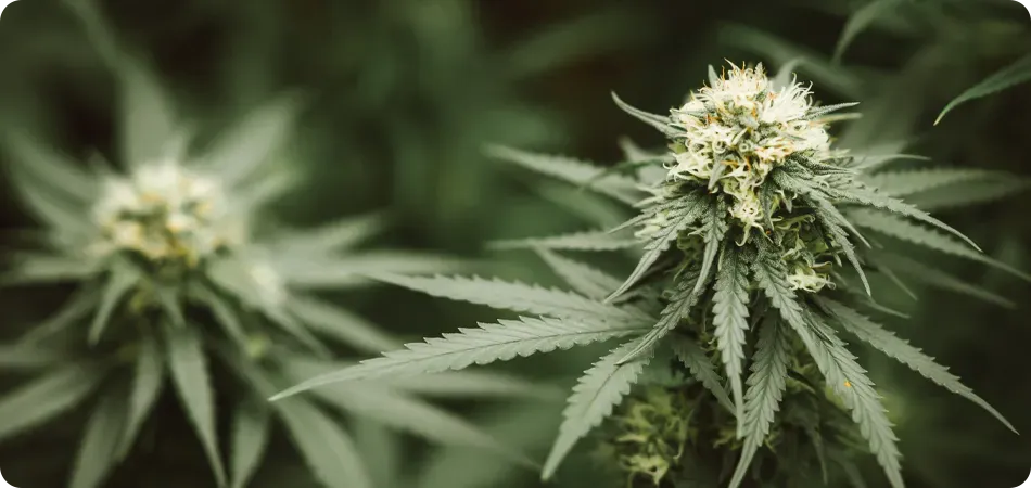 Growroom full of Cannabis plants