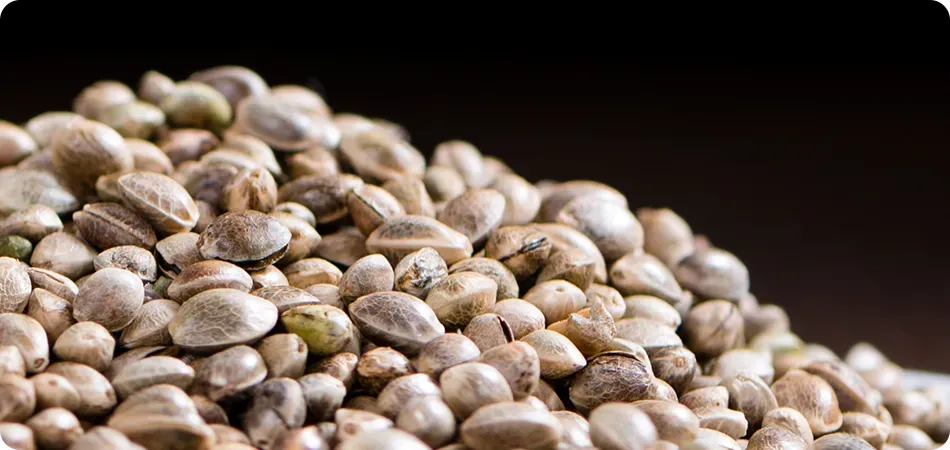Weed seeds germination
