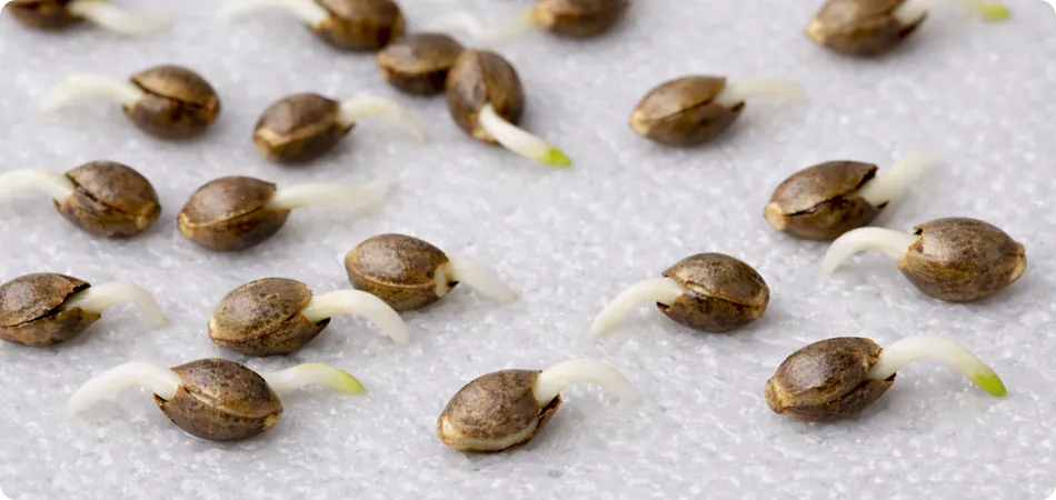 Weed seeds germination