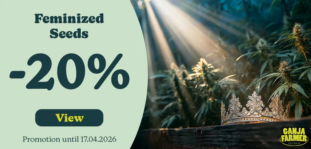 Feminized Seeds -20%