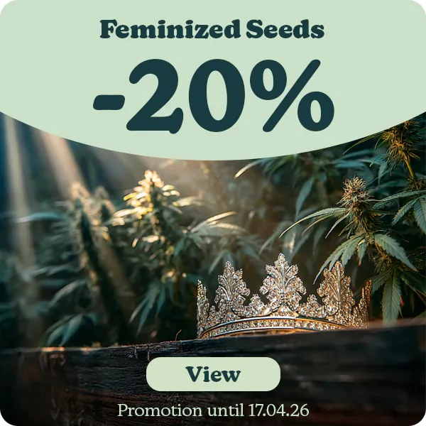 Feminized Seeds -20%