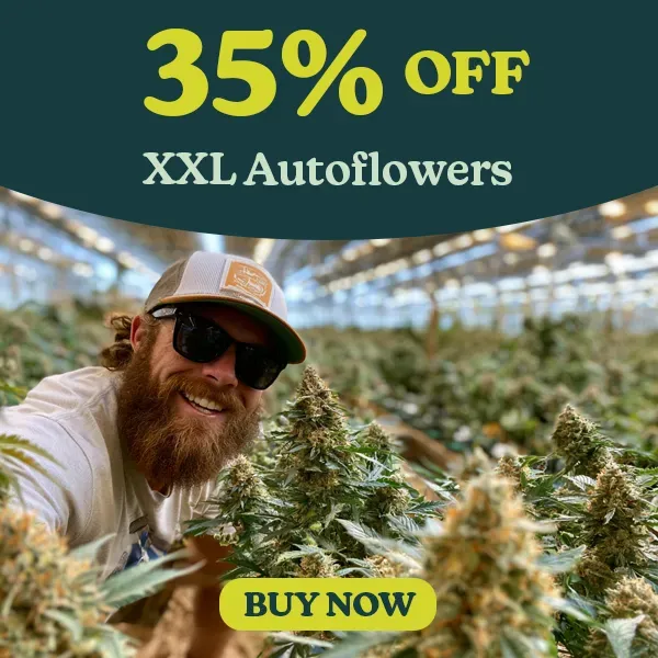 XXL Autoflowers 35% off