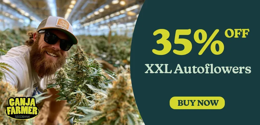 XXL Autoflowers 35% off