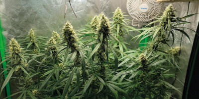 Gorilla Glue - a closer look at this exceptionally intriguing hybrid
