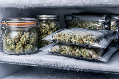 Freezing marijuana for long - term cannabis storage