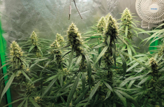 Gorilla Glue - a closer look at this exceptionally intriguing hybrid