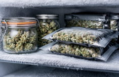 Freezing marijuana for long - term cannabis storage