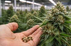 Triploid Cannabis Seeds Available at Ganjafarmer.com: Seedless, High-Yield Culti