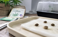Why Cannabis Seeds Fail to Germinate: The Most Common Causes