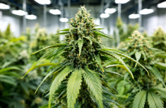 Genotype vs. Phenotype in Cannabis: What&rsquo;s the Difference?