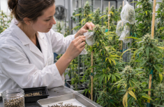 True F1 Cannabis Hybrids: How Heterosis Creates Vigor and Uniformity