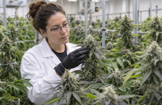 Backcrossing in Cannabis Breeding: What BX1, BX2 and BX3 Actually Mean