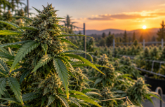 Cannabis Sex Determination: What X and Y Chromosomes Tell Us