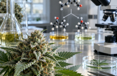 THCA and CBDA Synthase Genes: The Genetic Basis of Cannabinoid Profiles