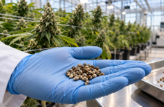 F2, S1 and IBL Cannabis Seeds: Understanding Breeding Terminology