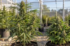 Fast-Flowering vs. Autoflowering Cannabis Seeds: Key Differences Explained