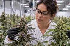 Why Cannabis Strains With the Same Name Can Have Different Genetics