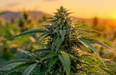 Cannabis Terpenes Explained: Myrcene, Limonene, Pinene and Caryophyllene