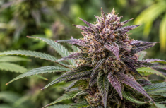 Why Do Some Cannabis Strains Turn Purple? Genetics and Anthocyanins Explained