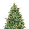 Amnesia Haze	